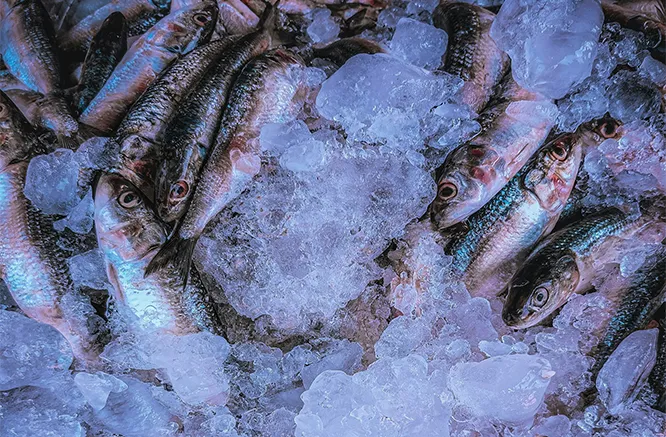 Traditionelles Einfrieren (Langsames Einfrieren)